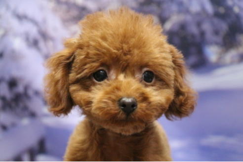 成約済の千葉県のトイプードル-60338の13枚目